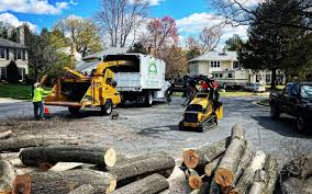 Reliable Schiller Park, IL Tree Removal Services Solutions